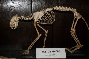 Kostur mačke